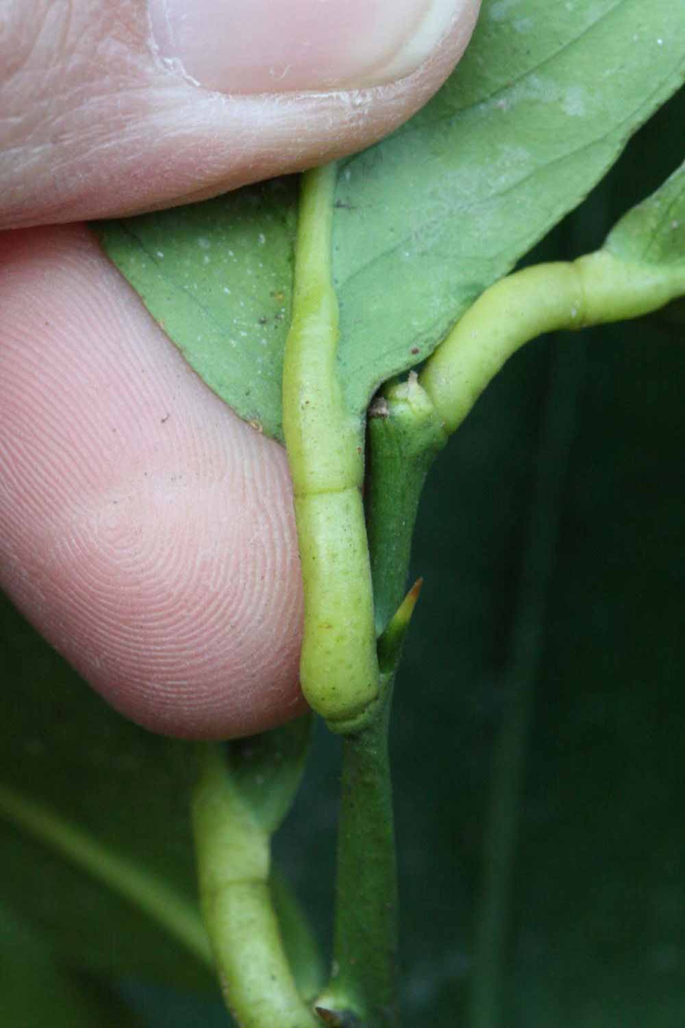              Petiole (Lindcove, CA)       